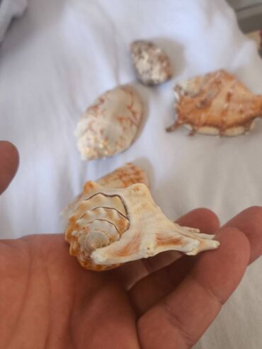 Digər ev dekoru: 1. Növ və nadirlik: • Soldakı və sağdakı hamar, qəhvəyi naxışlı — 2