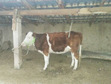 Коровы, быки: Продаю | Корова (самка) | Для молока | Привязанные — 2