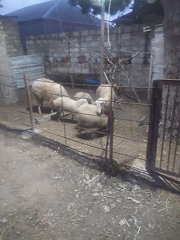 Qoyunlar, qoçlar: Ekiz qoyunlar — 3