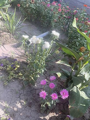 Продажа коттеджей и домов: Продается Дом 90 кв.м. Участок 4,5 сот. Дом 3 ком. Душ, туалет at lalafo.kg — 8 Продажа коттеджей и домов: Продается Дом 90 кв.м. Участок 4,5 сот. Дом 3 ком. Душ, туалет — 8