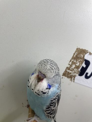 Tutuquşları: Bülbül (dalmatin naxışlı, mavi-ağ rəng çaları) – əhliləşdirilmiş — 11