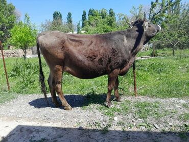 продаю дойная корова: Биринчи туут кунажын сатылат 8 айлык бооз