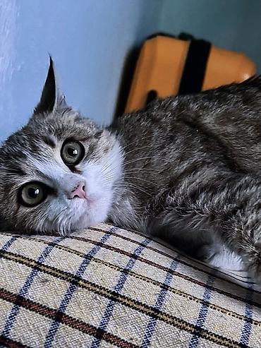 домашний кошка: Очень послушная и нежная спокойная кошечка молодая ищет хозяев. Куда — 2