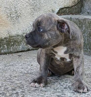Psi: Američki Buli Poket štenci Prodajem štence rase American Bully Pocket — 2