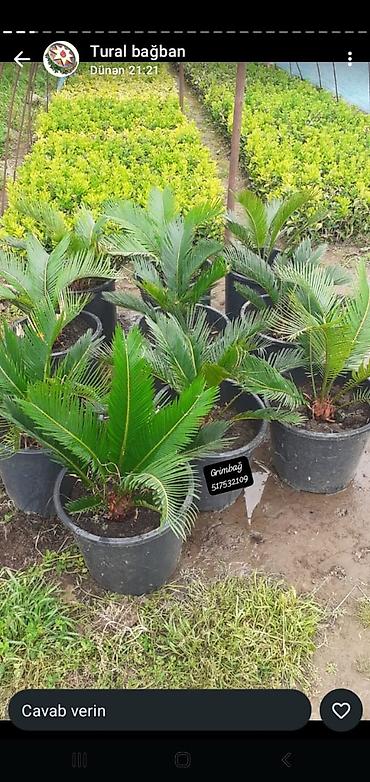 finiks palma: Saqo palma (Cycas revoluta) – dekorativ həmişəyaşıl saksı bitkisi - — 1