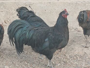 Куры, петухи: Продаю | Петух | Для разведения — 7