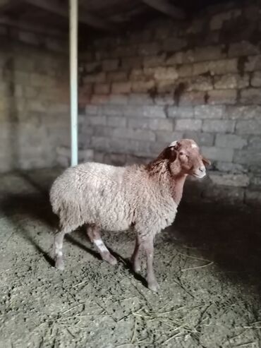 Quzu: Quzu, Erkək, Qala, ay: 1, 29 kq, Ətlik, Damazlıq, Ünvandan götürmə — 7