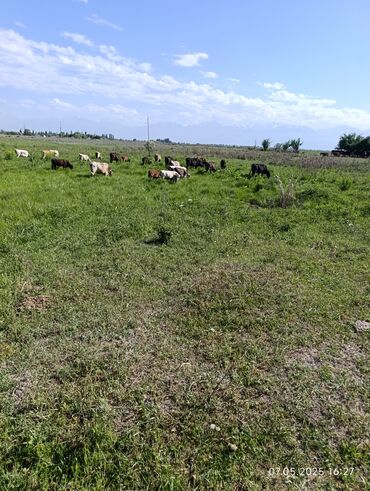 токмок мал базар: Уйлар сатылат 1 тут
Жана 3 тут тар at lalafo.kg токмок мал базар: Уйлар сатылат 1 тут
Жана 3 тут тар