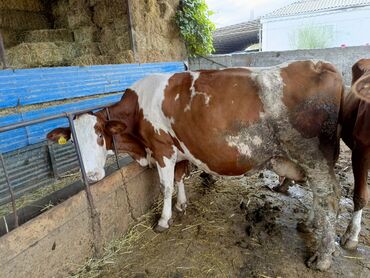 simmental inek: Dişi, Simental, il: 4, 700 kq, Damazlıq, Südlük