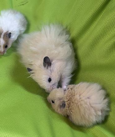 Хомяки: Продаются хомячки ручные. В нашем питомнике вы можете приобрести — 8