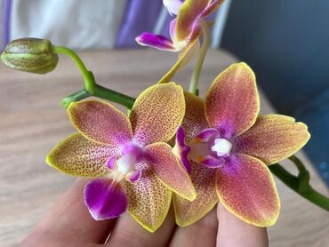 Другие комнатные растения: Продаю орхидеи Miki Golden Sand 1363 Ароматная. Только начала цвести
