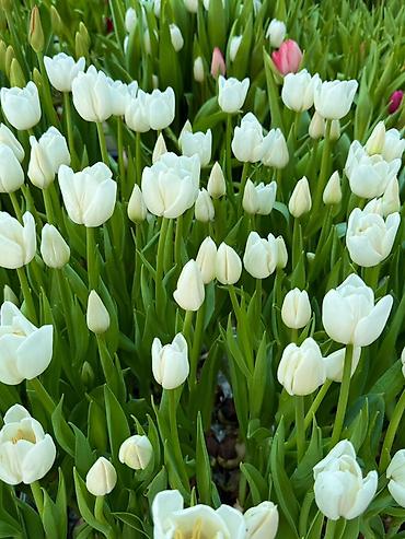 Букеты из живых цветов: Тюльпаны — предзаказ - Срезанные тюльпаны из теплицы, аккуратные at lalafo.kg — 15 Букеты из живых цветов: Тюльпаны — предзаказ - Срезанные тюльпаны из теплицы, аккуратные — 15