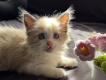 купить кошку ош: Кошка даром: Сиамская, 1 месяц, Девочка, Приучена к лотку, Проглистована — 6