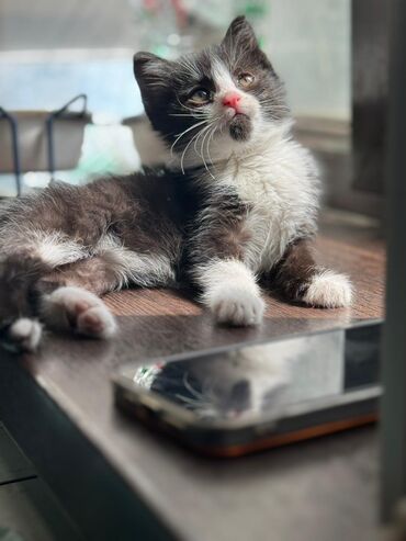 сиямский кот: Отдам даром чудесного котенка. Очень умная лоток знает на 5+