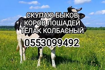 лошать: Колбасный цех, Частное лицо : Коровы, быки, Лошади, кони, | Забитый, На забой, на мясо, Круглосуточно — 1