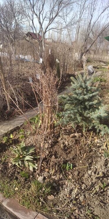 Грунт, чернозем: В тоннах, Самовывоз, Бесплатная доставка, Платная доставка, Зил — 6