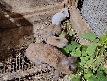 ev dovşan: Mini Lop dekorativ dovşan balaları - Cins: Mini Lop (aşağı sallanan — 7