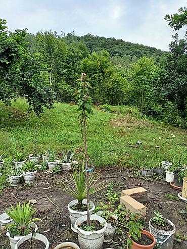 dəniz məhsulları satışı: .Beton ve plastik dibçəklərdə bitkilər. Qiymət növünə görə 15-25 azn — 6