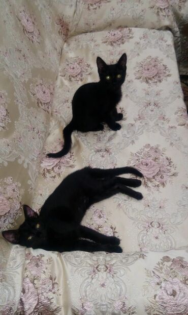 собаку в добрые руки в Азербайджан | Коты: Отдаются в добрые руки котята Две сестрички. Родились 2го апреля. Отец