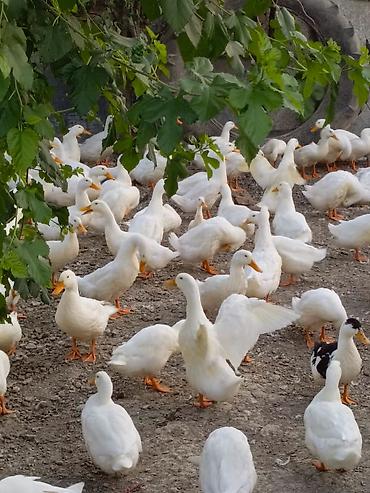 pekin ördeği: Ağ ördəklər sürüsü - Cins: Ağ Pekin tipli ət-yumurta istiqaməti — 1