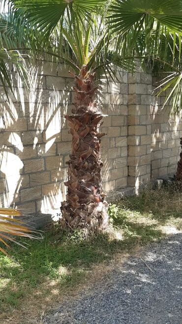 Ağaclar: Bu palma ağacı tropik bir görünüşə malik olub, bağçanıza, həyətinizə — 2