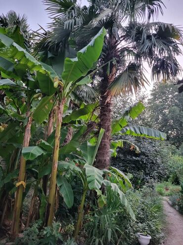 Günlük kirayə evlər: 100 kv. m, 3 otaqlı, Kanalizasiya, Kombi, Qaz — 11