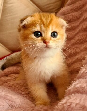 Pişiklər: Şotland yastı qulaq, Erkək, Dişi, Yaxşı əllərə, Ünvandan götürmə, Pulsuz çatdırılma, Ödənişli çatdırılma — 21