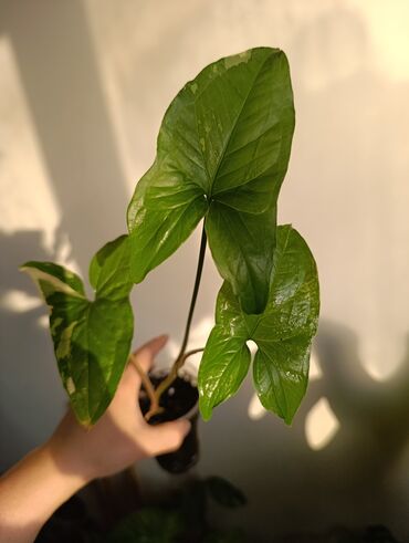 Эпипремнумы и сциндапсусы: Продаю. детки, черенки комнатных растений по 100 сом. Сциндапсус-пакет — 8