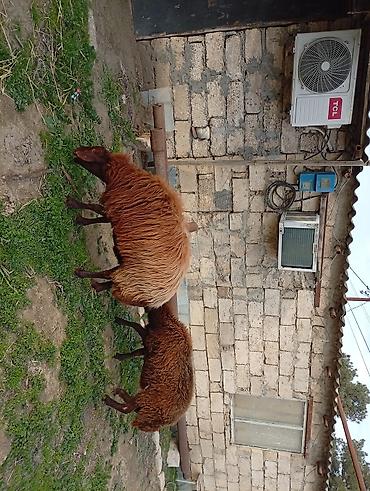 bogaz keci: Salam. iki qarın doğmuş cins qoyun və bir illik erkək toğlu satılır — 5