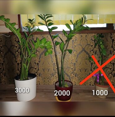 Другие комнатные растения: Замиокулькас. Высота 50см от почвы. Здоровое, красивое растение