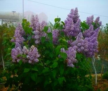 Toxumlar: Həyət gülleri. 90növ çesid var! — 16