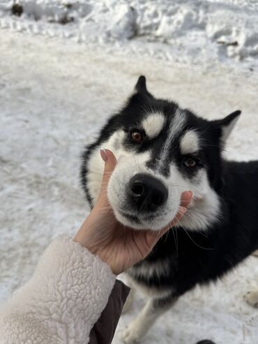 Другие услуги: 🐾 Выгуляю Вашу собаку с заботой и любовью! 🐕 Здравствуйте! Меня зовут