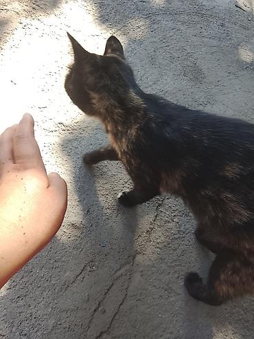 котёнок токмок: 5 месяцев, Мальчик, Биколор — 4