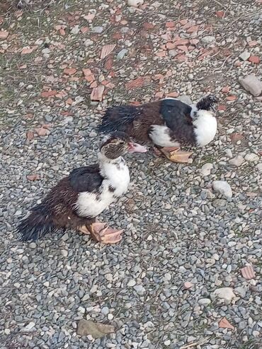 Ördəklər: 30 ədəd 2 aylıq Lal ördək balaları. 9 ədəd böyük Lal ördək. 2 ədəd — 10