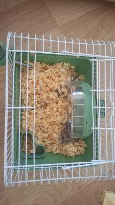 Akvarium aksessuar və ləvazimatları: 2 Xamyak, qabı, yemi, apilkası ilə bərabər. Hamısı birgə 25 azn