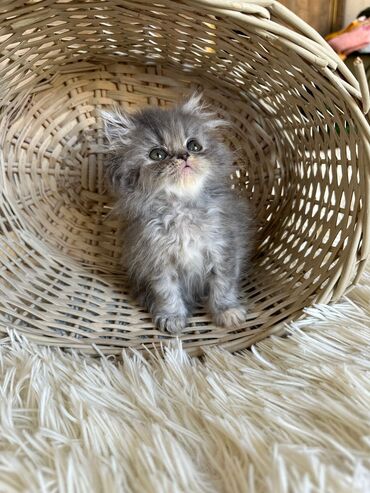 Pişiklər: Şotland yastı qulaq, Erkək, Dişi, Yaxşı əllərə, Ünvandan götürmə, Pulsuz çatdırılma, Ödənişli çatdırılma — 177