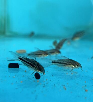 Аквариумы: Рыбки | Аквариумы | Оборудование | Аксессуары | Растения Богатый опыт — 8