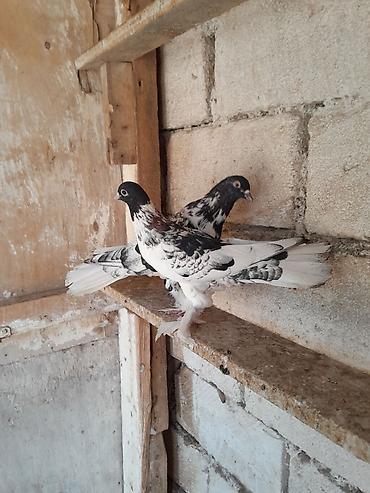 korella quşu acıq sarı 45 azn: Qarabasllar yumrta ustundedi. hundur ayaq 18 19 tuk tam saglamdi — 1