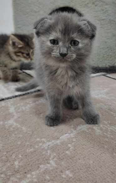 карликовые котята: Котята в добрые руки 
2 месяца