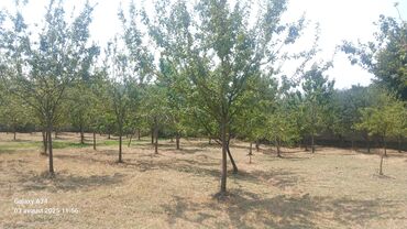 Torpaq sahələrinin satışı: Kənd təsərrüfatı — 13