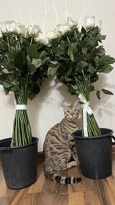 Продажа кошек: Бенгальская, 1 год, Мальчик, Кастрирована, Приучена к лотку, С прививками — 2