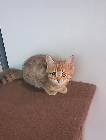 кошка серый: Скотиш Страйт (Шотландская прямоухая), 2 месяца, Мальчик, Приучена к лотку — 1
