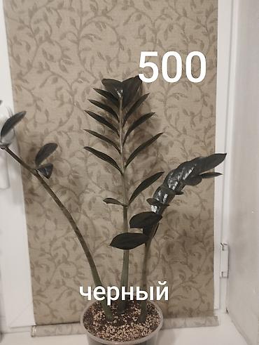 Антуриумдар: Комнатные растения в горшках. 1) Антуриум (на фото с белым горшком) - — 4