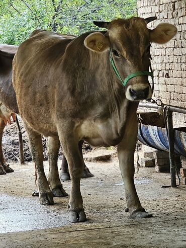 животные корова: Продаю | Корова (самка) | Швицкая | Для молока | Стельные