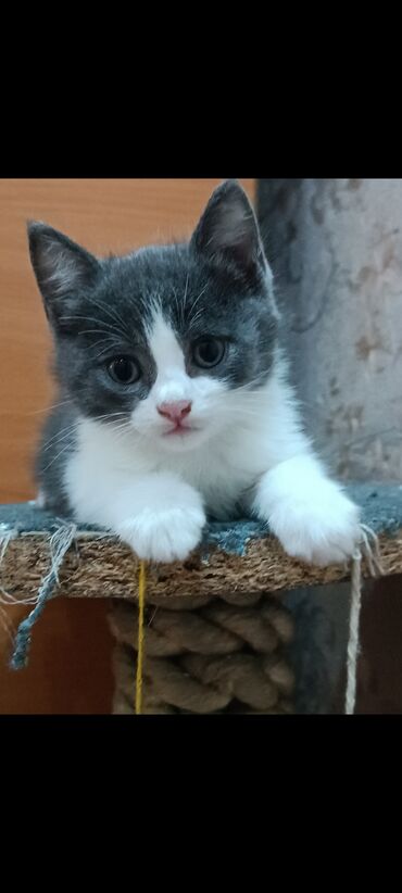 Продажа кошек: Отдам котят в добрые руки