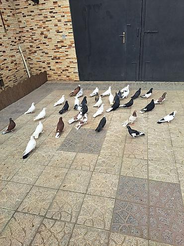 Göyərçinlər: Salam 35 eded goyercindi kom 7 manat.tek tek 10 manat. Təsvir: - — 9