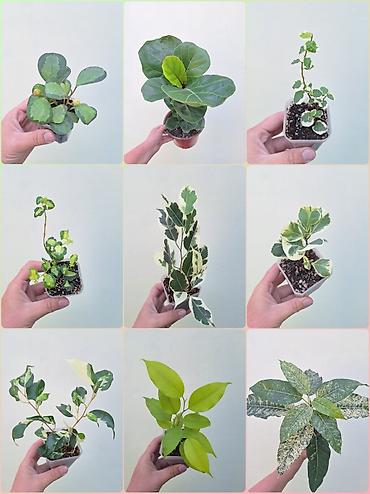 Фикустар: 🪴 Фикусы разных сортов в продаже. 🌿 Названия сортов и цены указаны на — 1