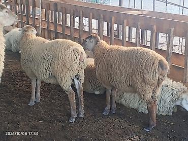 mal bazari: Qoç və qoyunlar – yerli təsərrüfatdan - Cins: qarışıq yerli ət-yun — 1