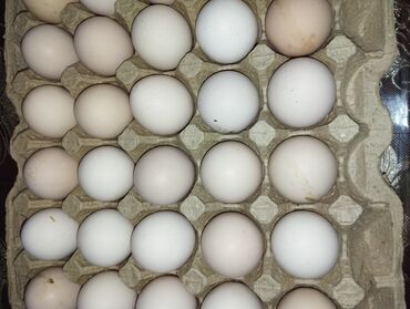 яйцо брамы: Продаются домашние яйца Обращаться на номер На вотсап либо же в