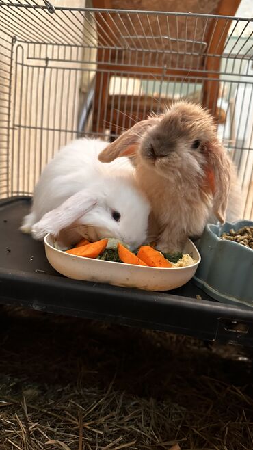 кролик баран: 🥰🐰 вислоухие крольчата😍 балдежные и ласковые малыши, к лотку приучены